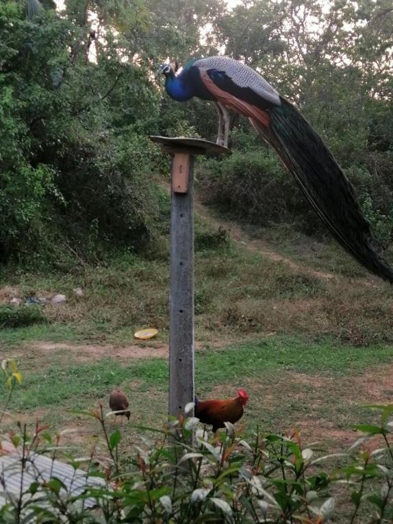 Goyambokka Peacock Garden Тангале Екстериор снимка